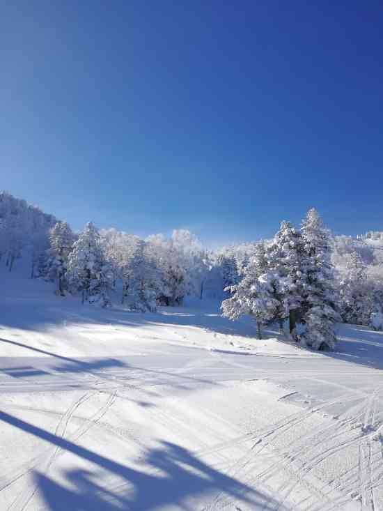 ワンダーランドかたしなレビューキャンペーン|のクチコミ画像