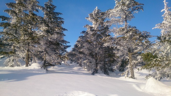 なんなんですか！この景色！！|志賀高原 焼額山スキー場のクチコミ画像3