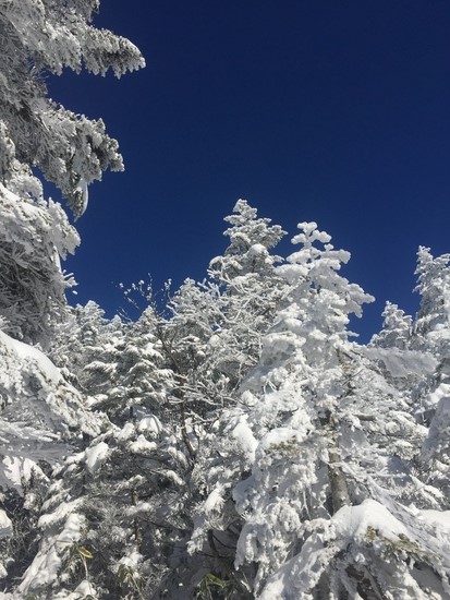 暖冬と言われながらも 綺麗な樹氷|志賀高原 焼額山スキー場のクチコミ画像