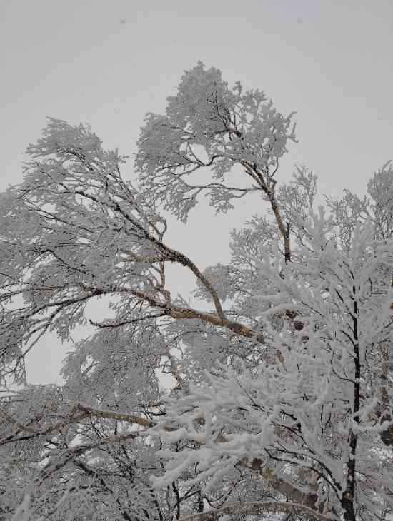 寒波到来？|野沢温泉スキー場のクチコミ画像