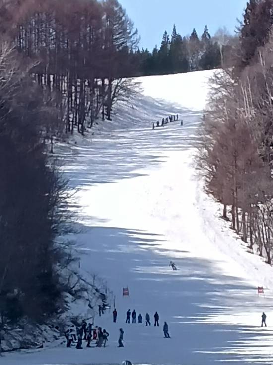 ワンダーランドかたしなレビューキャンペーン