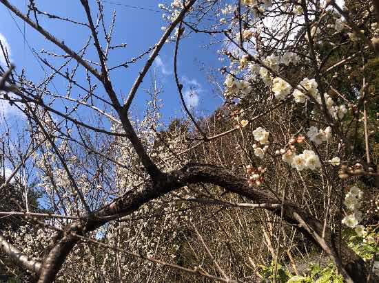 ワンダーランドかたしなレビューキャンペーン|丸沼高原スキー場のクチコミ画像1