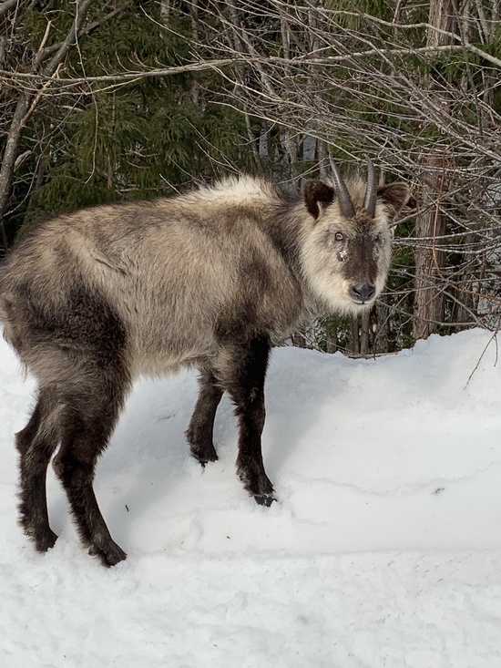 もののけ姫？！|群馬みなかみほうだいぎスキー場（旧 宝台樹スキー場）のクチコミ画像2