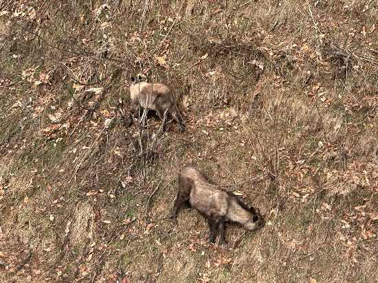 年一で滑りに|ホワイトワールド尾瀬岩鞍のクチコミ画像