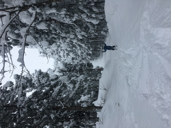 お気に入りの林間コース|小出スキー場のクチコミ画像2