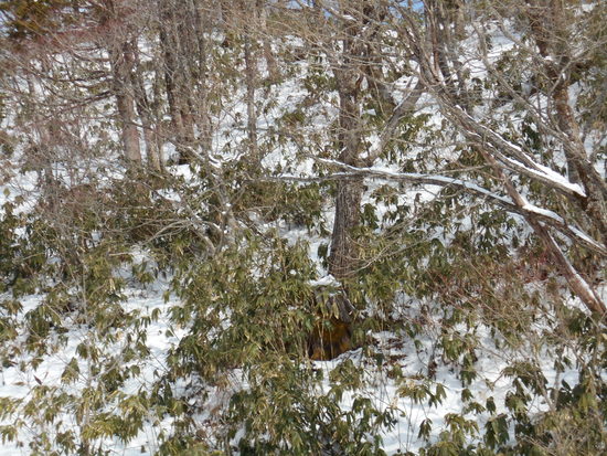 雪がまだ少ないです|高鷲スノーパークのクチコミ画像