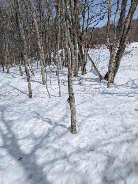 たんばらスキーパークのフォトギャラリー2