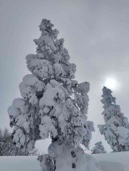 雪質サイコー|野沢温泉スキー場のクチコミ画像