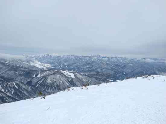 ワンダーランドかたしなレビューキャンペーン