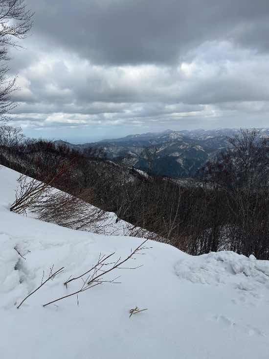 やっぱりぶどう良い