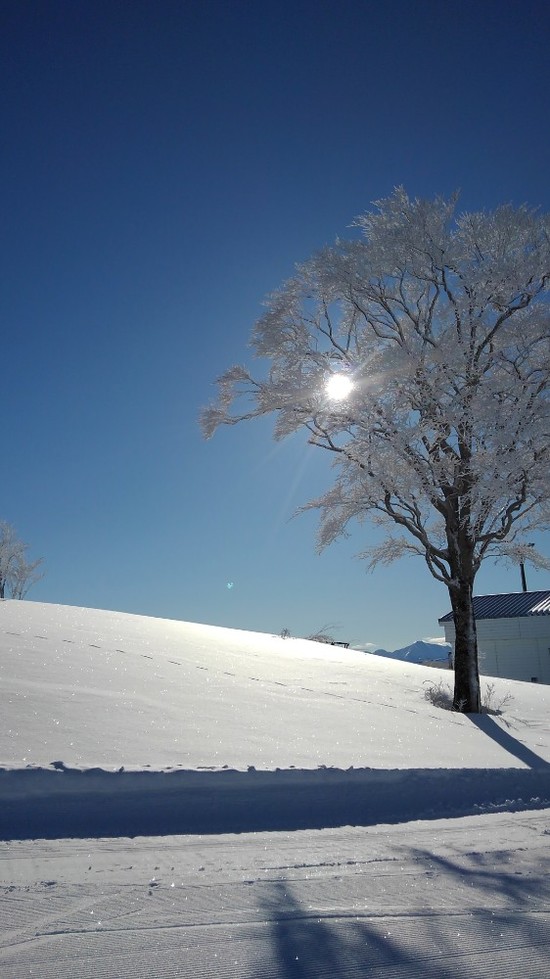 雪質最高でしたー|GALA湯沢スキー場のクチコミ画像