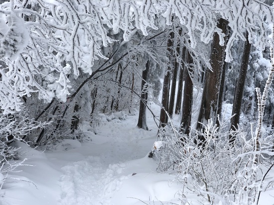初めてみた雲海と雪林|石鎚スキー場のクチコミ画像