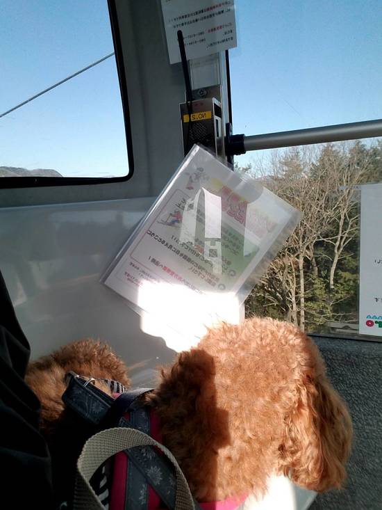雪山ゲレンデのドックランに愛犬と行ってきました(((o(*゜▽゜*)o)))|おじろスキー場のクチコミ画像