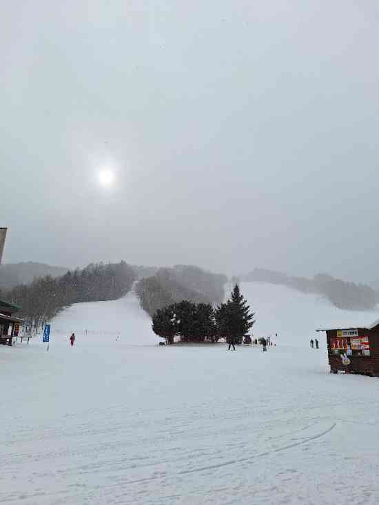 ワンダーランドかたしなレビューキャンペーン