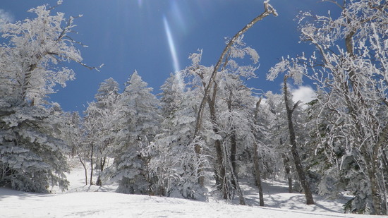 雪たっぷり！|志賀高原リゾート中央エリア（サンバレー～一の瀬）のクチコミ画像