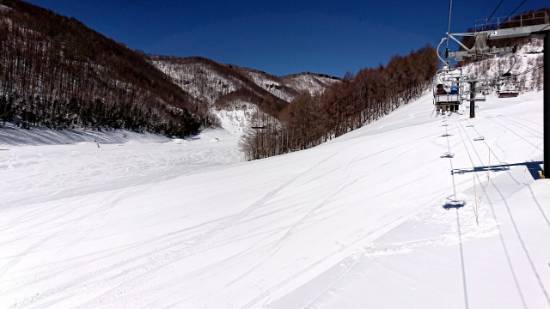 ワンダーランドかたしなレビューキャンペーン