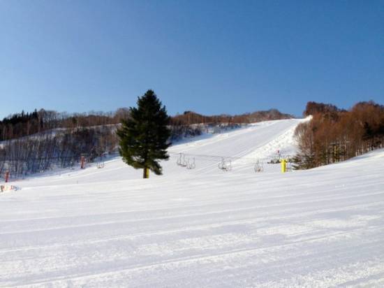 ワンダーランドかたしなレビューキャンペーン