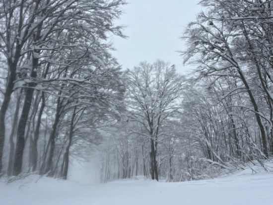 この時期に新雪！|奥只見丸山スキー場のクチコミ画像