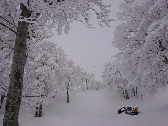 パウダー|六日町八海山スキー場のクチコミ画像