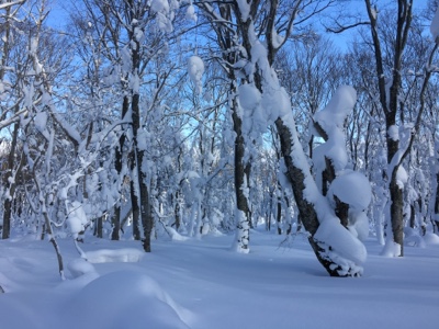 やっと八甲田らしい|八甲田スキー場のクチコミ画像