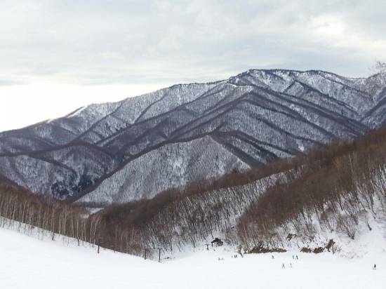 ワンダーランドかたしなレビューキャンペーン