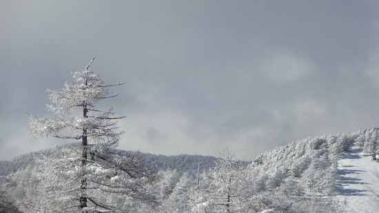 雪質良いです。|川場スキー場のクチコミ画像
