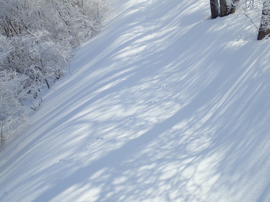 前日に降った雪でゲレンデ綿菓子のよう|のクチコミ画像