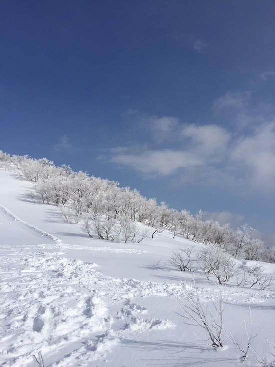 パウダー|スキージャム勝山のクチコミ画像