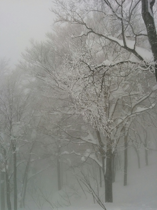 雪は重かった|六日町八海山スキー場のクチコミ画像