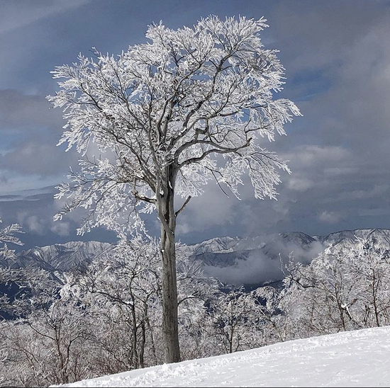 雪化粧|スキージャム勝山のクチコミ画像