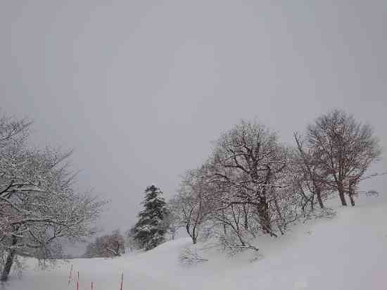 よいスキー場です。|岩原スキー場のクチコミ画像