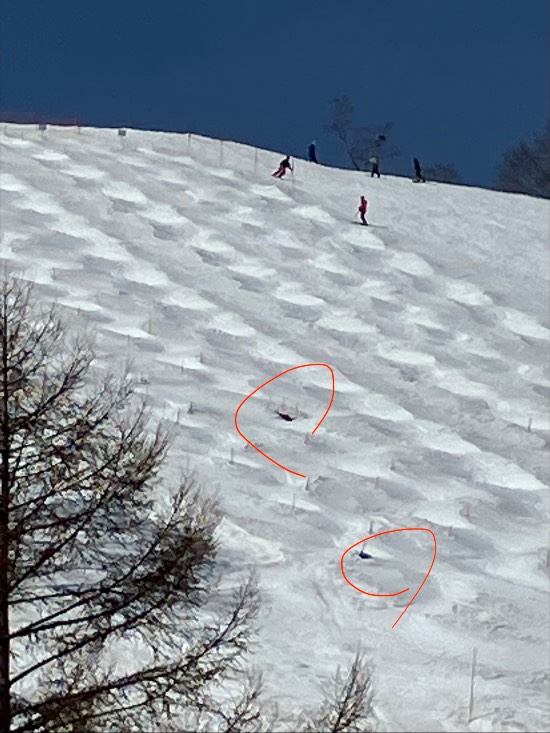 ブッシュ|かぐらスキー場のクチコミ画像