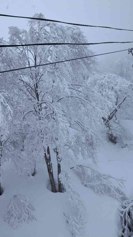 倒木でラインCリフト停止。凍えた2時間|Hakuba47 ウインタースポーツパークのクチコミ画像2