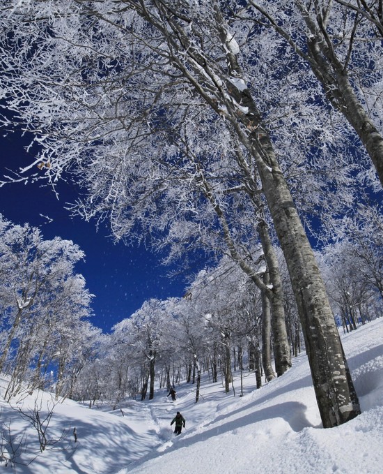 新雪爽快！|六日町八海山スキー場のクチコミ画像