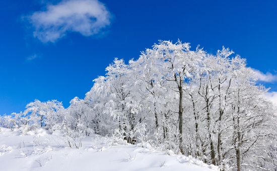青空と樹氷|スキージャム勝山のクチコミ画像