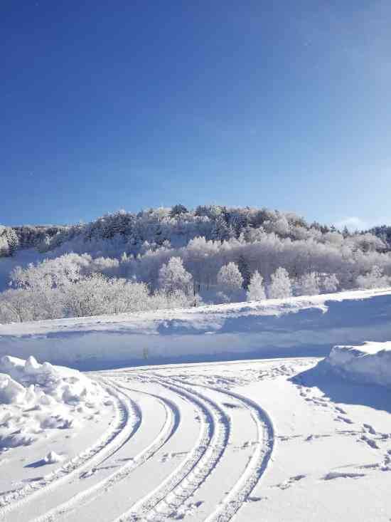 ワンダーランドかたしなレビューキャンペーン