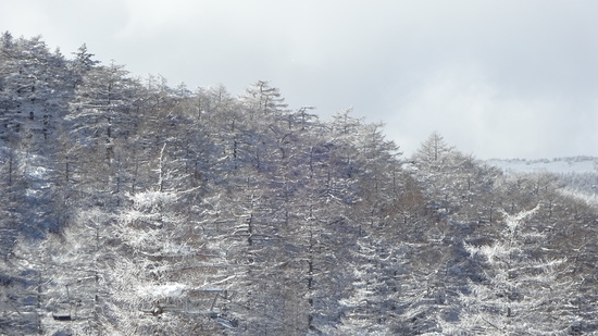 だいぶ積もってました。|車山高原SKYPARKスキー場のクチコミ画像