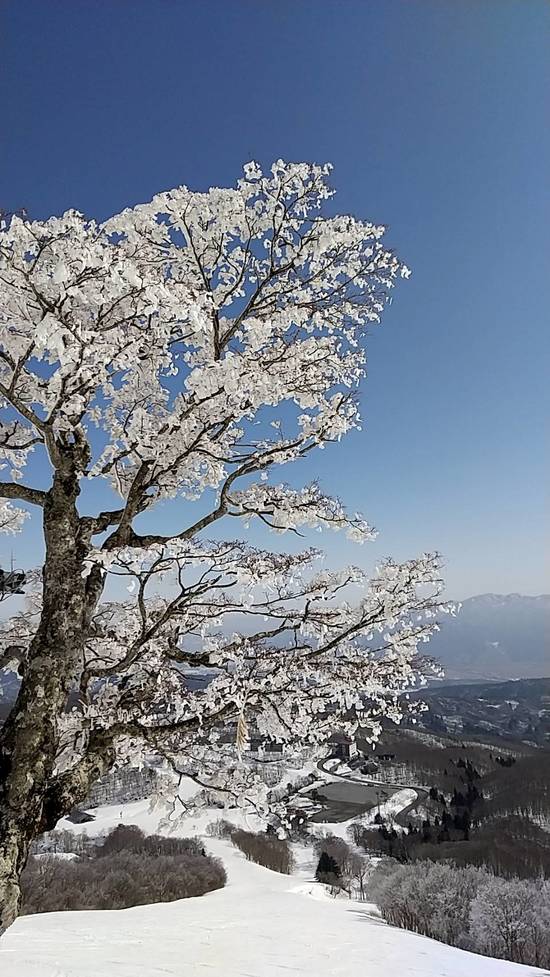 雪桜|斑尾高原スキー場のクチコミ画像