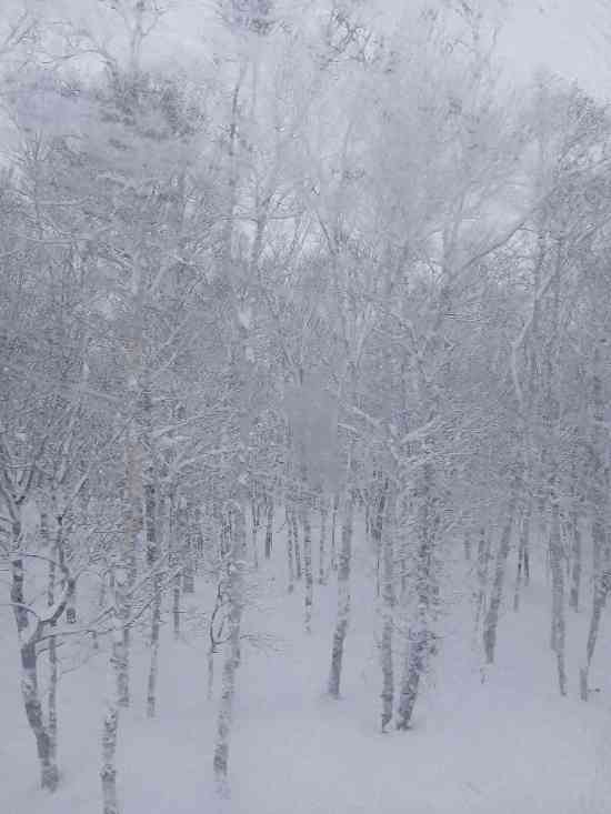 迎春　初日の出・初すべり企画！！